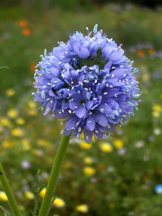 Globe Gilia Seeds - California Native Wildflower Seeds for Pollinators - Gilia capitata