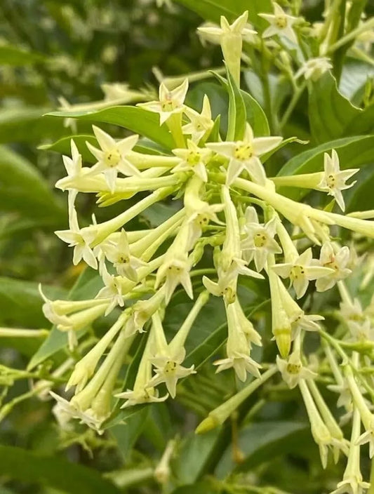 Night Blooming Jasmine Plant Live - Fragrant Cestrum Nocturnum Shrub - Ship No Pot
