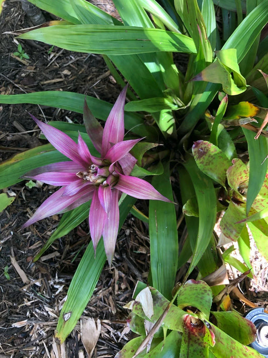 Guzmania MOONLIGHT Bromeliad Plant - Medium Tropical Houseplant, Bright Colors, Indoor Decor, Easy Care, Exotic Beauty