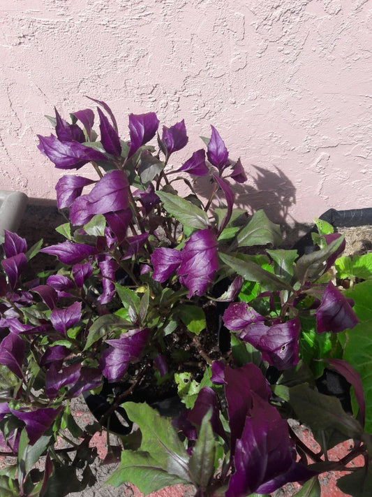 Okinawa Spinach Cuttings - 5 Inch Green & Deep Purple - Gynura crepioides