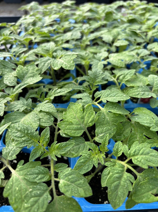 2 Old German Tomato Live Plants (Solanum lycopersicum) 6–10" | Rare Heirloom Bicolor Slicer | Large Yellow-Red Tomato Starters
