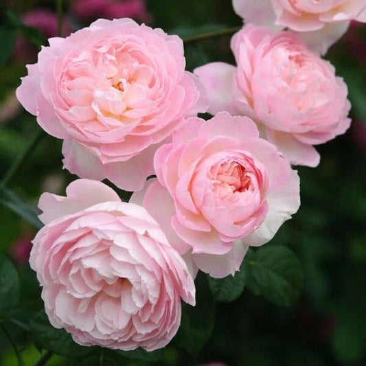David Austin Rose Cuttings (3) | Retired Variety | Perfect for Rooting | Rosa 'David Austin'