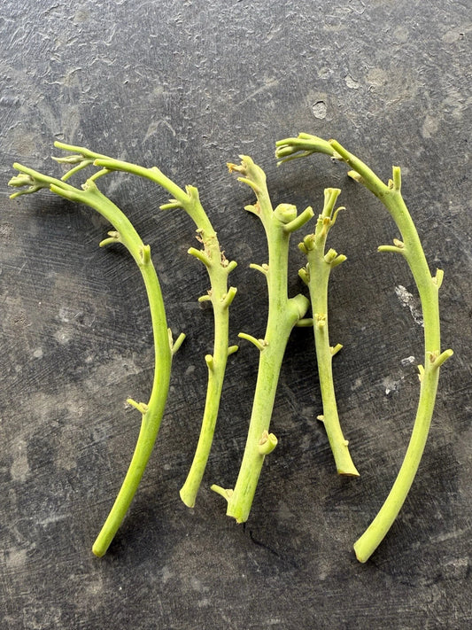 Lamb Hass Avocado Cuttings - 4 Grafting Scions - Persea americana - Ideal for Home Gardening