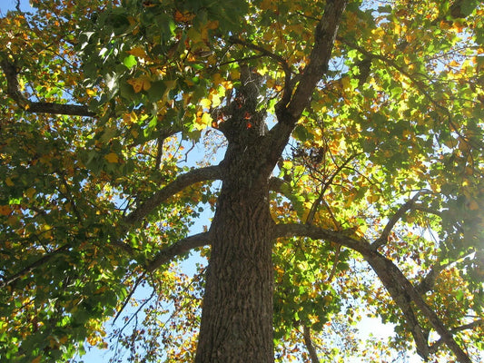 Sycamore Tree Set of 2, 18+ Inches, Bare Root, Platanus occidentalis, Live Plants