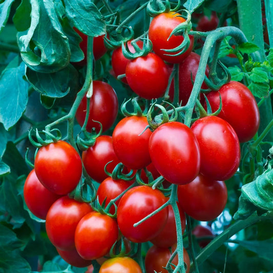 Heirloom Cherry Tomato Seeds - 100+ Organic Non-GMO Sweet Seeds - Perfect for Home Gardening, Solanum lycopersicum