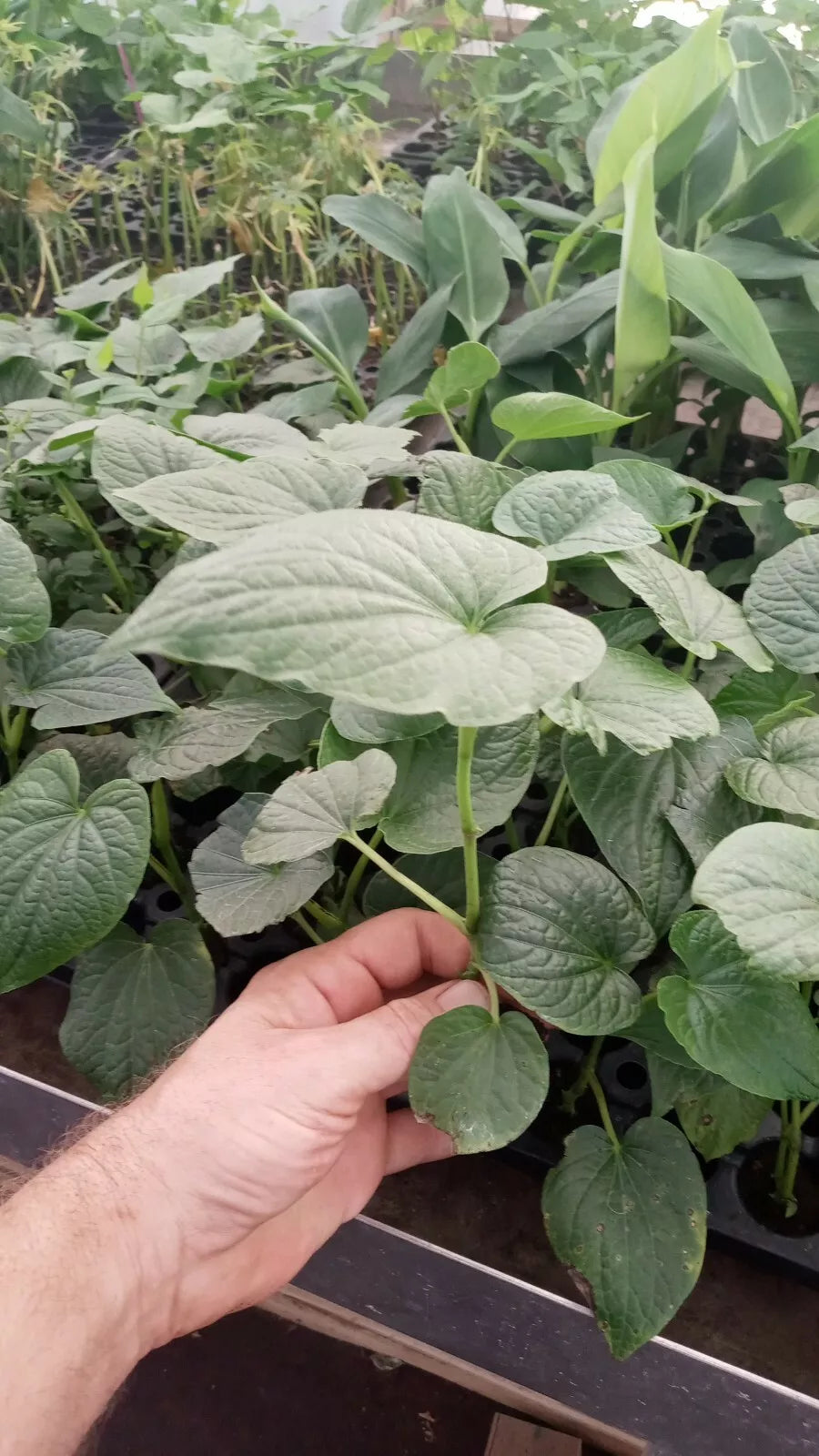 Piper Umbellatum Medicinal Plant - 5 Inch+ Starter Pack - Rare Tropical Herb - Non-Chemical Grown