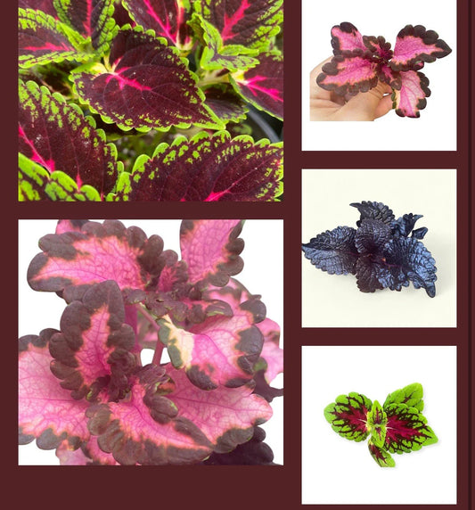 Coleus Rooted Cuttings - 10 Varieties - Live Plants for Coleus Lovers - Coleus spp.
