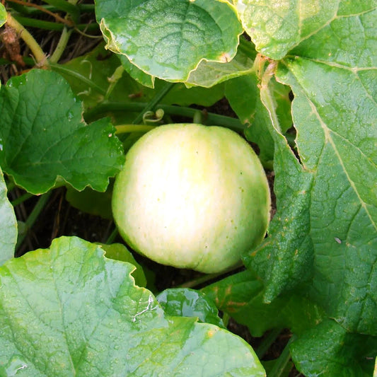 Sakata Sweet Asian Melon Seeds - Japanese Conomon Variety for 2025 Planting - Heirloom Seeds for Home Garden