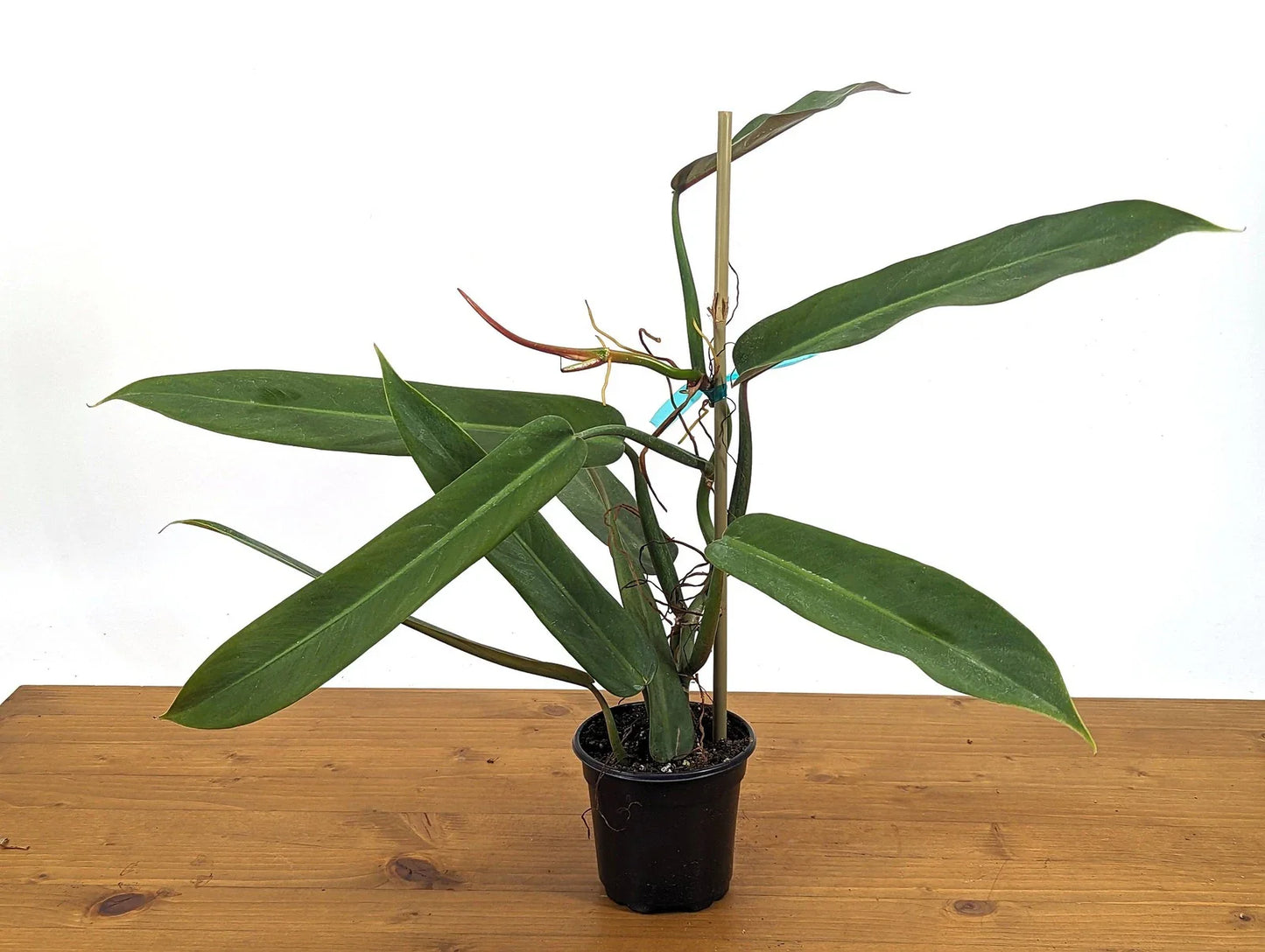 Philodendron Bicolor Plant - Large Rooted Rare Aroid - 4 Inch Pot - Tropical Indoor Houseplant