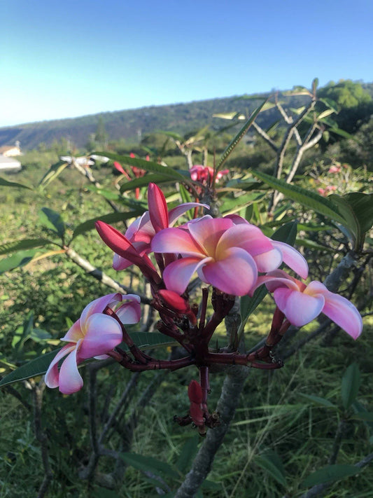 Pink Plumeria Cutting 10-inch Rooted Frangipani Plant (Hawaiian Grown) - Ideal for Gardens or Indoors