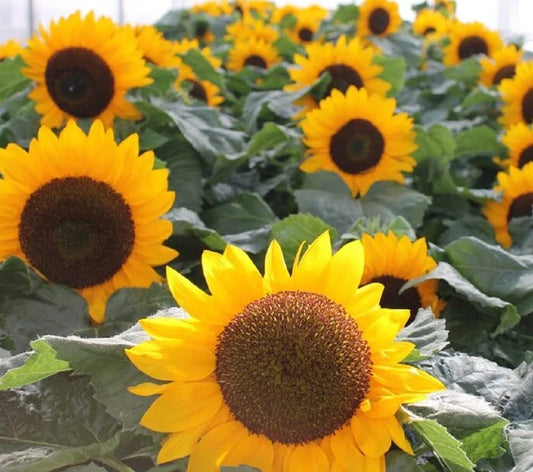 Sunspot Sunflower Seeds | 30g Heirloom Non-GMO Flower Seeds | Helianthus annuus