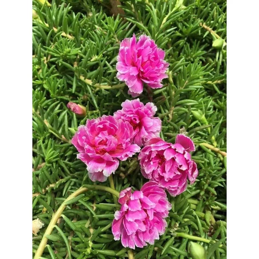 Unrooted Cuttings - PRAKEAW Color - Portulaca grandiflora - Succulent Plant for Gardening and Indoor Decor
