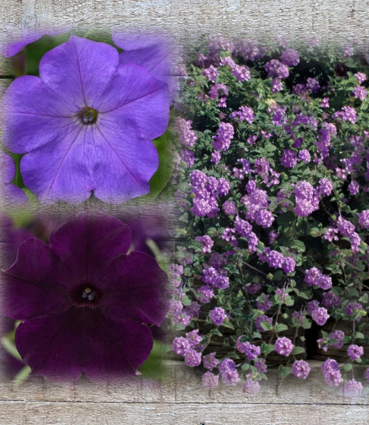 Lantana & Petunia Combo Live Plants Plugs, 6" Baby Plants, Dark Purple & Lavender, Lantana Trailing Lavender, Petunia Easy Wave