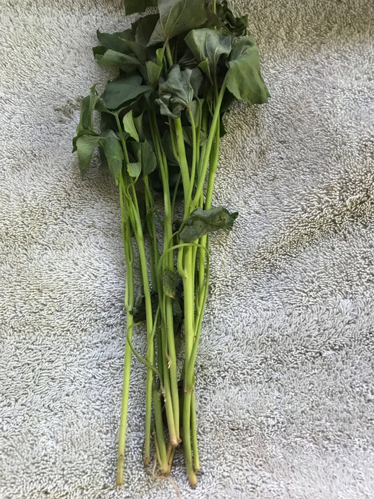 Beauregard Sweet Potato Slips - 20 Cuttings for Planting - Ipomoea batatas