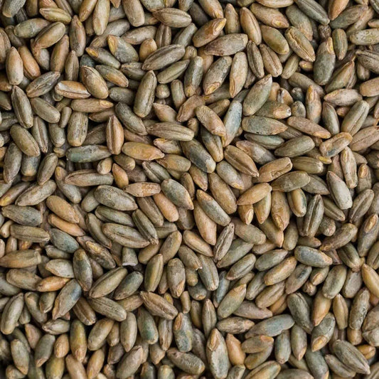 Organic Rye Berries 12 oz - Healthy, High in Fiber and Iron - Whole Grain Superfood (Secale cereale)