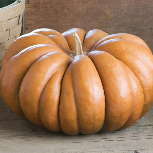 Fairytale Pumpkin Seeds | Musquee de Provence | Heirloom Variety | Non-GMO Seed | Organic Gardening Supplies
