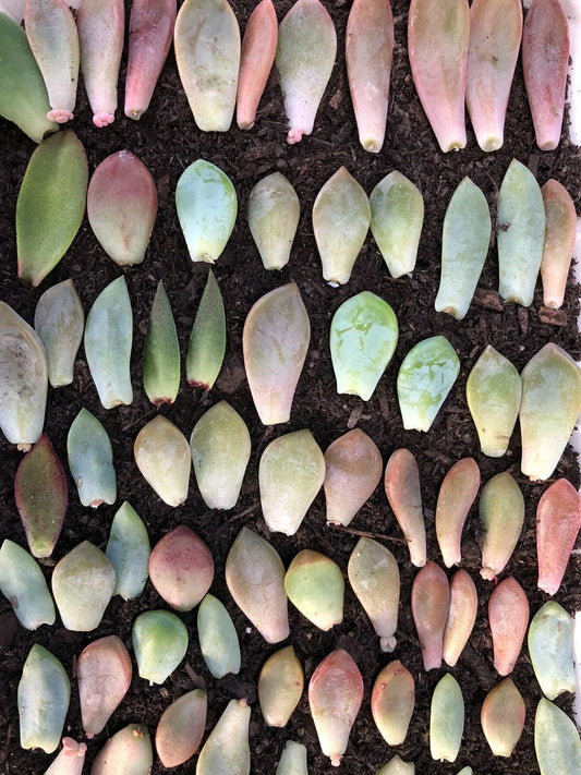 Colorful Leaf Cuttings for Propagation - 20+ Varieties - Indoor Plants - Perfect for Gardening and Home Decor
