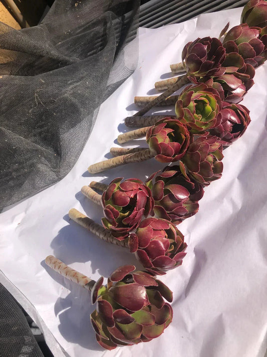Red Aeoniums Cuttings - 6" Tall "Jack Catlin" Unrooted - 12 Beautiful Plants - Succulent Variety