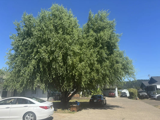 Corkscrew Willow Tree Cuttings - 10 Distinctive Curling Leaves and Branches - Salix babylonica 'Tortuosa'