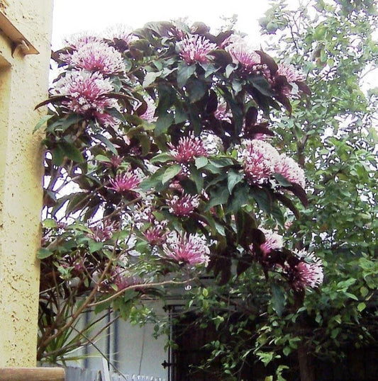 Shooting Star Starter Plant - Clerodendrum Quadriloculare Starburst - Live Plant in Pot - Unique Houseplant