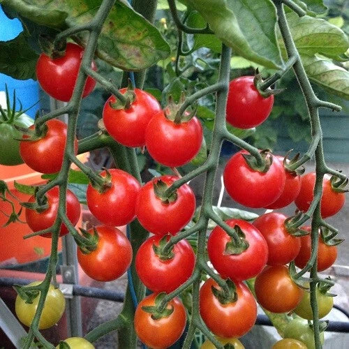 Super Sweet 100 Tomato Seeds | Non-GMO F1 Hybrid | High Yielding Variety | Lycopersicon esculentum