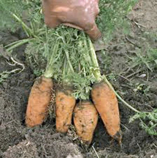 Carrot Seeds - 100+ Heirloom Danvers Half Long Non-GMO Seeds - Organic Vegetable Gardening