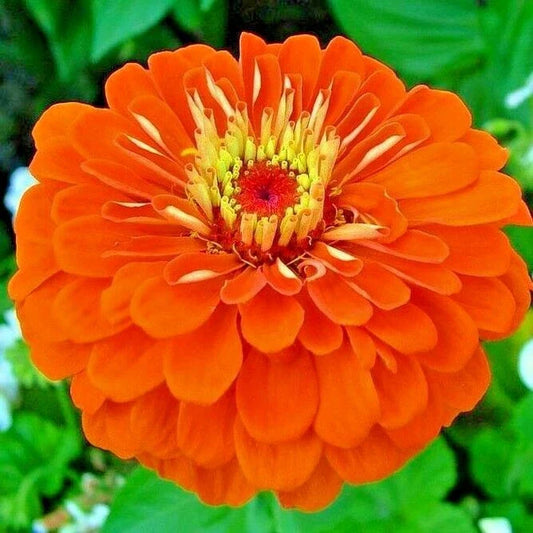 Zinnia Seeds - 301+ Orange Summer Flowering Annual Cut Flowers - Easy to Grow Garden Plants - Zinnia elegans