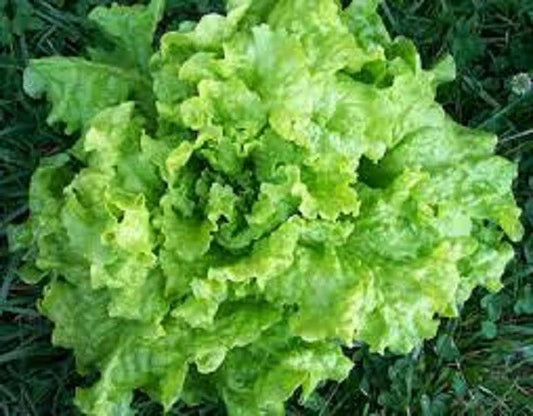 Organic Heirloom Lettuce Seeds - Premium Black Seeded Simpson Variety - Fresh, Non-GMO, High-Yield