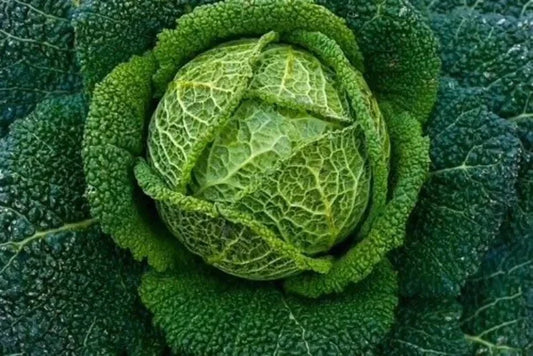 Savoy Perfection Cabbage Seeds - 1000+ Heirloom Non-GMO Fresh Seeds - Brassica oleracea var. capitata