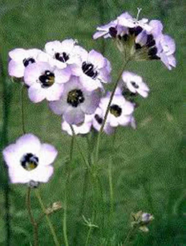 Bird's Eye Gilia Tricolor Seeds - 100+ Seeds for Beautiful Delicate Lavender Blooms - Gilia tricolor