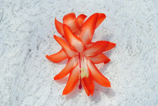 Christmas Cactus Starter Plant - Desert Sun - Schlumbergera Truncata - Well Rooted, Healthy Plant for Home Decor or Gifting