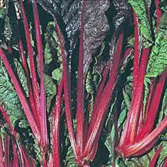 Swiss Chard Seeds - Ruby Red Heirloom, 500 Non-GMO Seeds - Beta vulgaris subsp. cicla