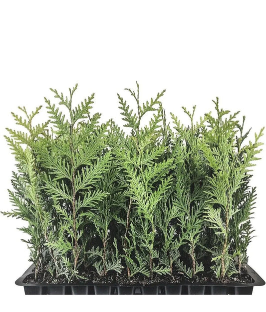 Emerald Green Arborvitae Trees - 5 Starter Plants, Thuja occidentalis 'Emerald Green', Landscape Privacy Shrubs, 10-15 ft Height