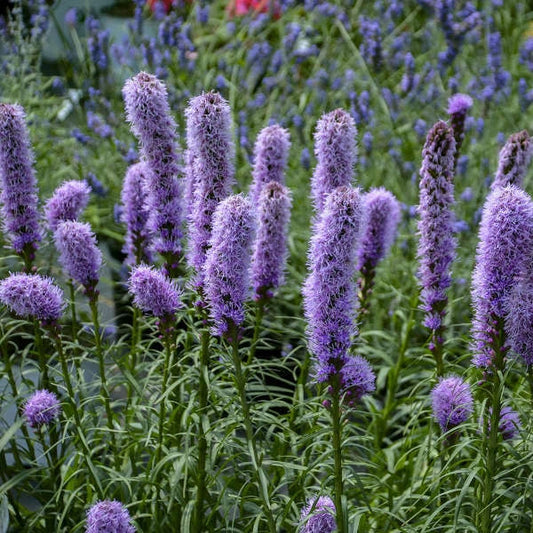 Gayfeather Seeds - 100+ Spiked Liatris Spicata - Butterfly & Bee Friendly, Free Shipping