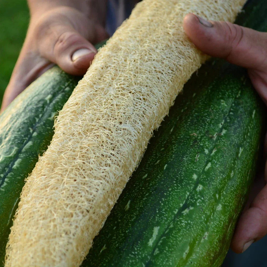 Luffa Gourd Seeds - 12 Pack - Loofah Sponge Gourd - Dishcloth Gourd - Rare Variety - Natural Exfoliating Plant