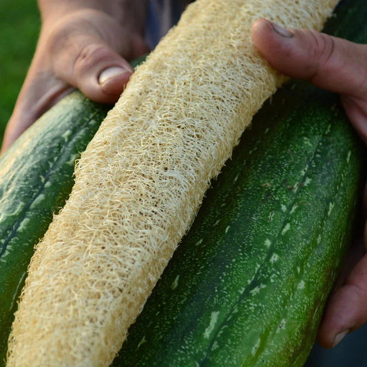 Luffa Gourd Seeds - 12 Pack - Loofah Sponge Gourd - Dishcloth Gourd - Rare Variety - Natural Exfoliating Plant