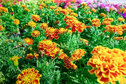 500 Sparky Marigold Seeds for Planting - Multi Colored Flowers - Tagetes patula