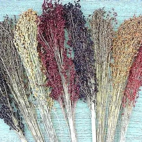 Multi Color Broom Corn Seeds - Fresh Broom Corn Seed for Planting (Sorghum vulgare)