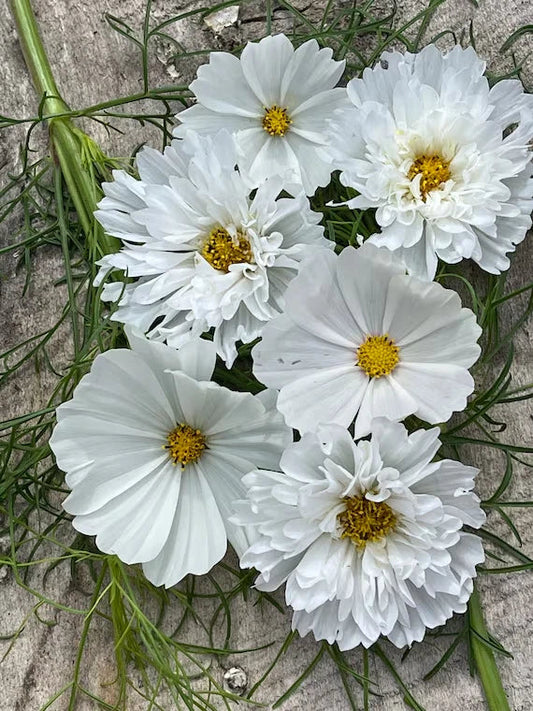 White Mix Cosmos Seeds - 200+ Count - Garden Planting - Cosmos bipinnatus - USA