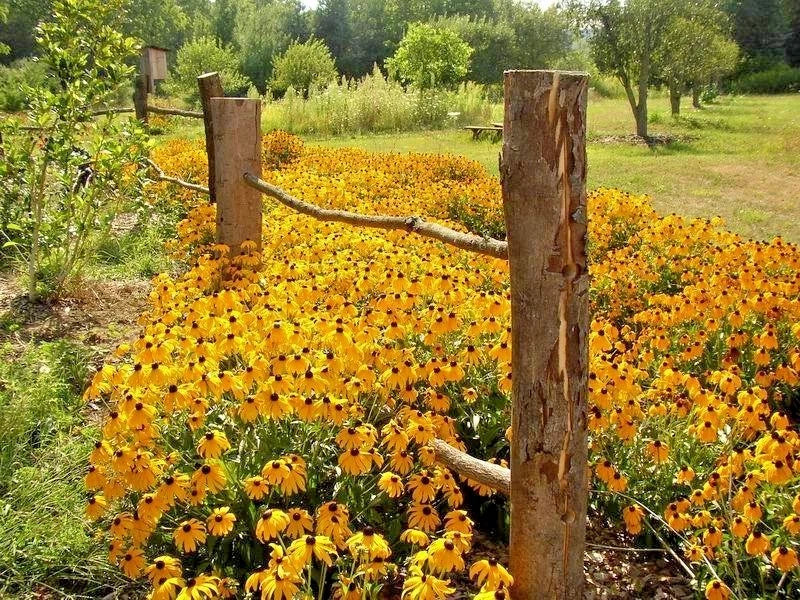 Black Eyed Susan Flower Seeds 1/2oz Perennial Native Wildflower Drought Tolerant Heat Resistant Rudbeckia hirta