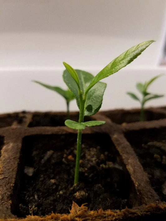 1 Meyer Lemon Tree | Organic Non-GMO Bare Root Starter (5") | Citrus × meyeri | Sweet Lemon Plant for Home Garden or Container