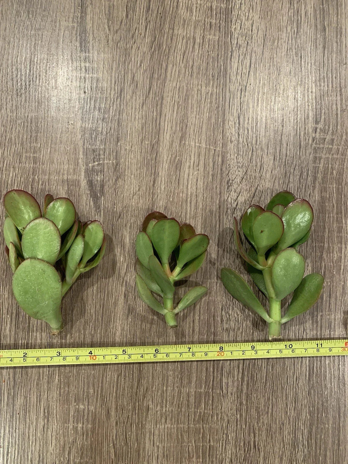3 Sunset Jade Plant Cuttings – Crassula Ovata – Unrooted Succulent Stems for Propagation – Easy to Grow, Colorful Indoor Plant