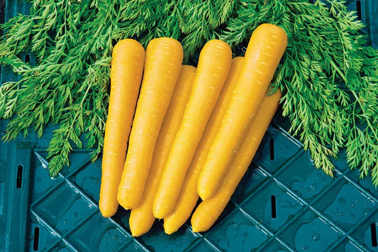 Gold Nugget Carrot Seeds - 1000+ Count - Organic Heirloom Carrot Seeds - Daucus carota - USA