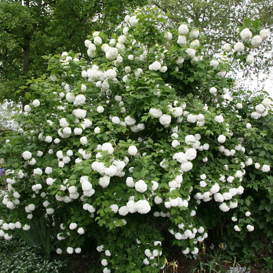 Viburnum opulus 'Roseum' Rooted Cuttings - Quality Plugs for Garden Planting