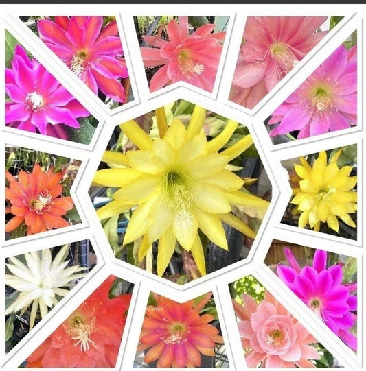 Epiphyllum Cuttings - 10 Assorted Mystery Colors - Orchid Cactus Succulents - Perfect for Plant Lovers