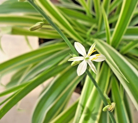Spider Plant 8" Live Variegated Chlorophytum Comosum Easy Care Houseplant