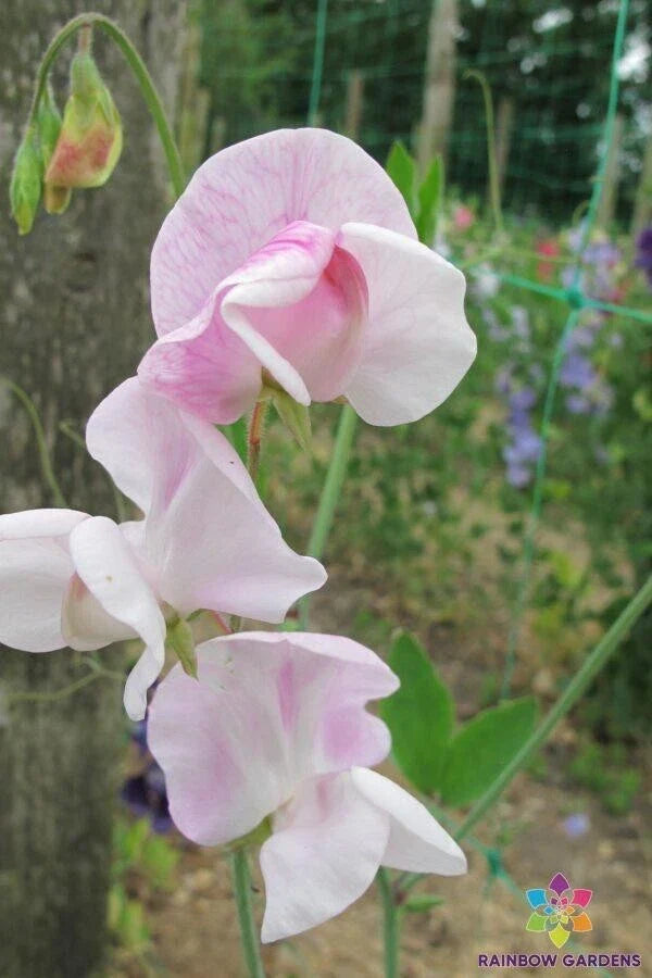 Enigma Sweet Pea Seeds - 50 Pack for Garden Planting - Lathyrus odoratus - USA Made - Free Shipping
