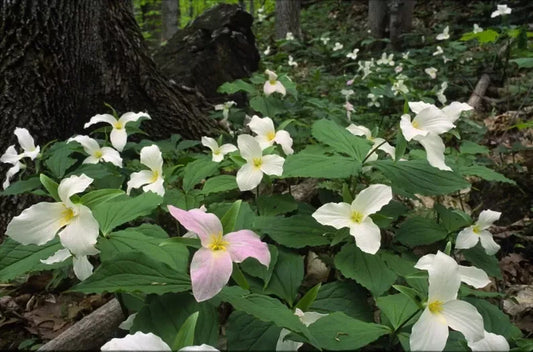 White Trillium Bulbs 20-Pack, Bare Root Wildflower, Trillium grandiflorum 2025