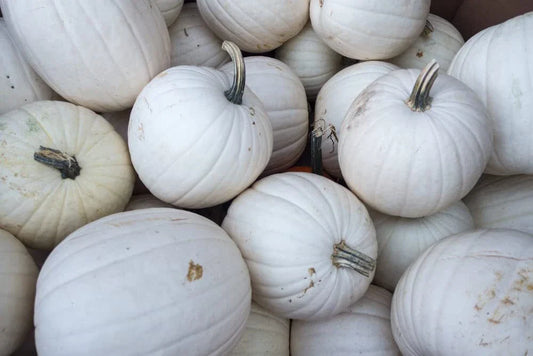 Blanco White Pumpkin Seeds - 10 Seeds for Planting - Ideal for White Jack-O-Lanterns - Cucurbita pepo