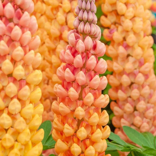 Salmon Star Lupine Seeds - 25 Perennial Flower Seeds - Hardy Flower Seeds (Lupinus polyphyllus) - US Seller